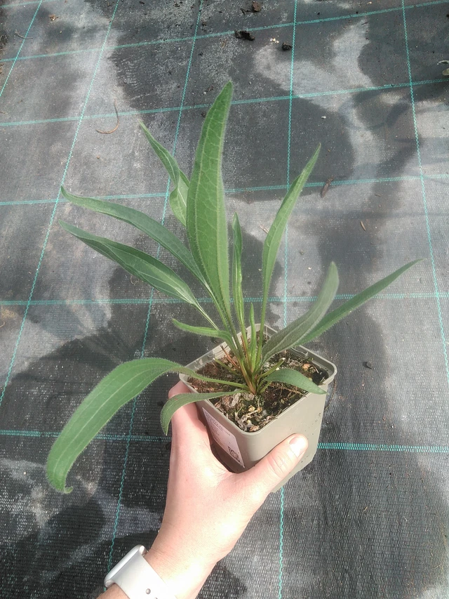 Punahattu Hula Dancer - 17. 7. 2025