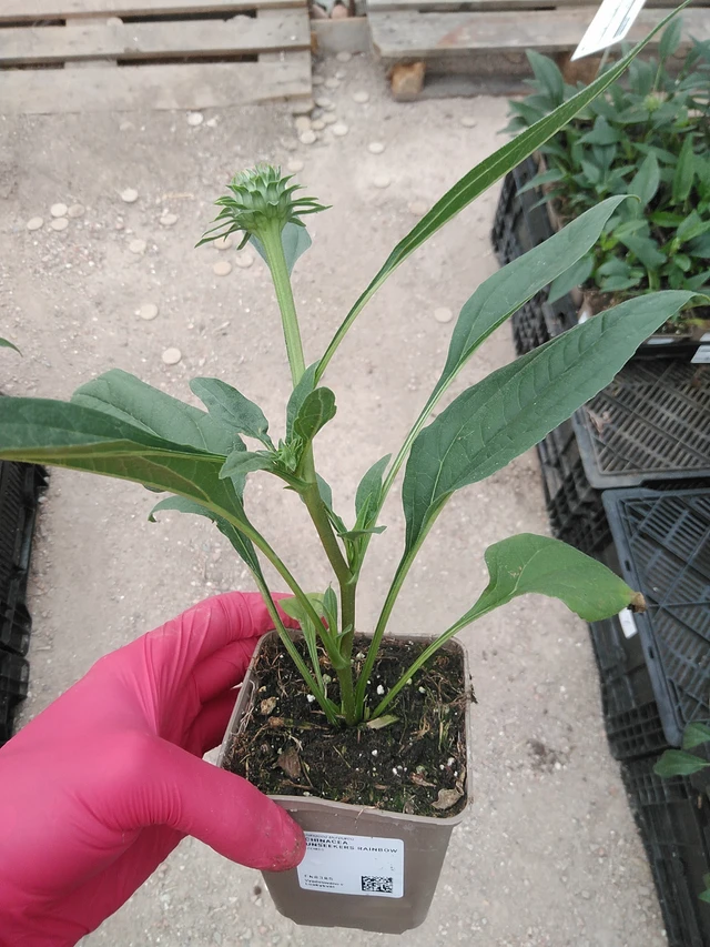 Echinacea SunSeekers Rainbow - 29. 7. 2025