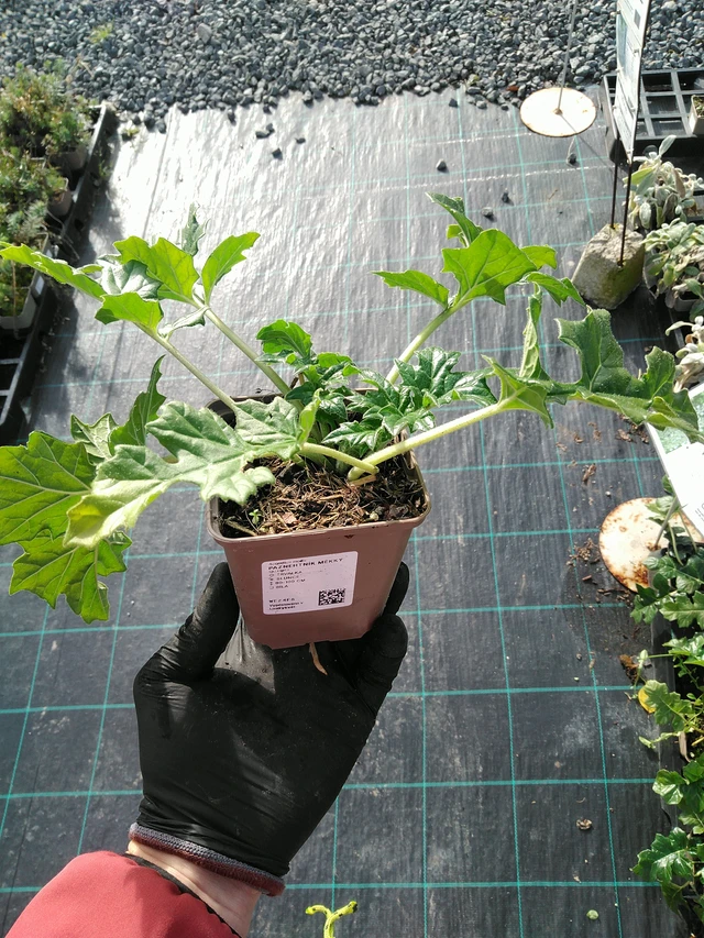 Kreikanakantti - 31. 10. 2025