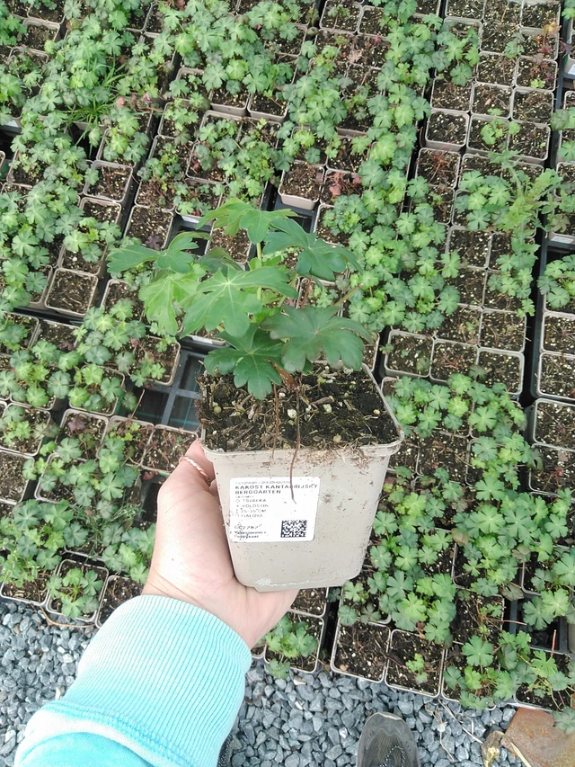 Peittokurjenpolvi Berggarten - 9. 6. 2025