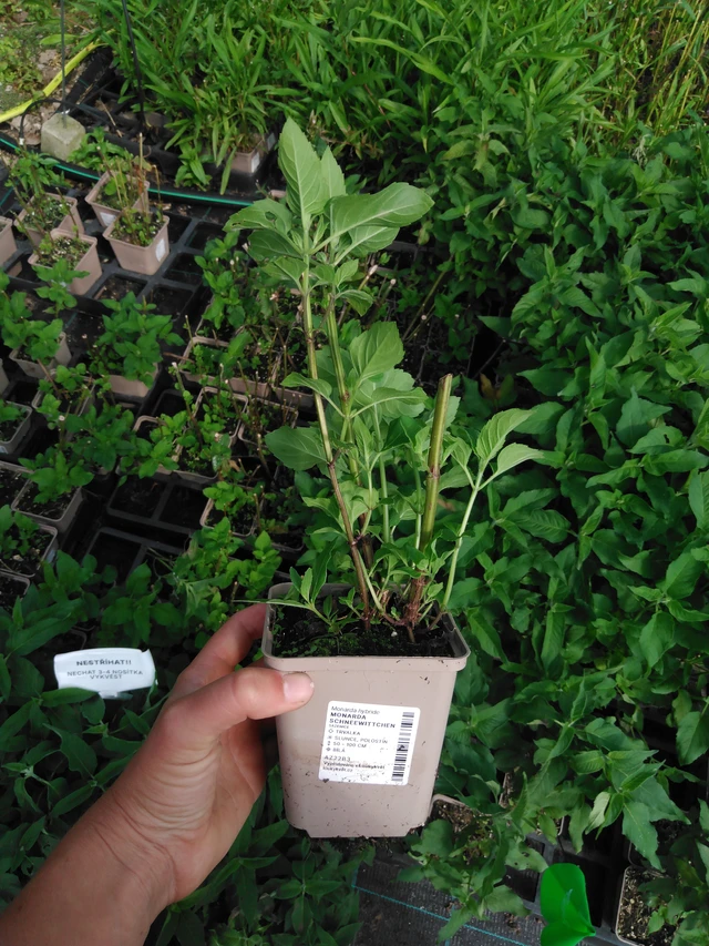 Väriminttu Schneewittchen - 2024