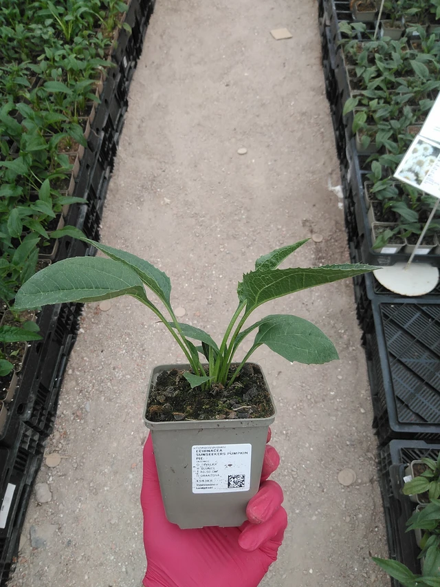 Echinacea SunSeekers Pumpkin Pie - 29. 7. 2025