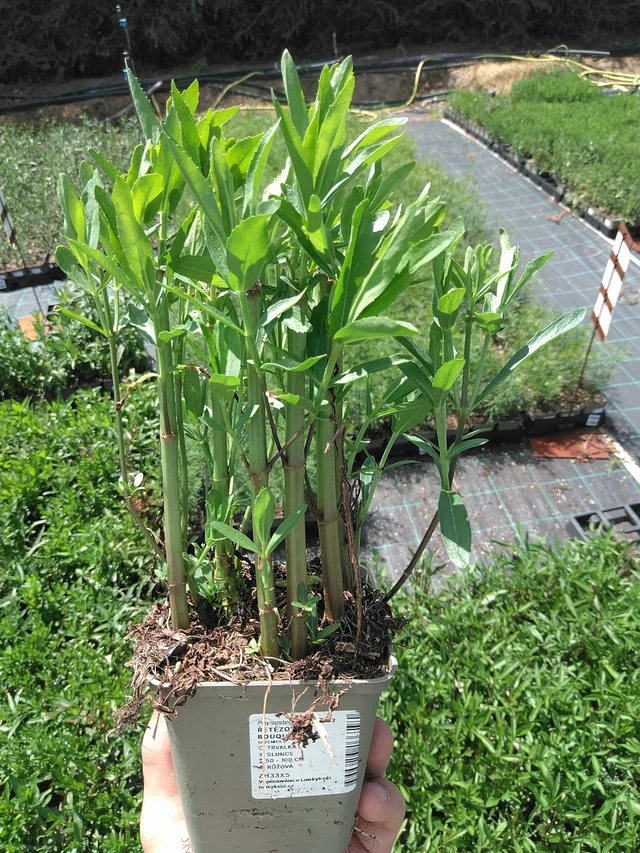 Kellopeippi Bouquet Rose - 24. 6. 2025