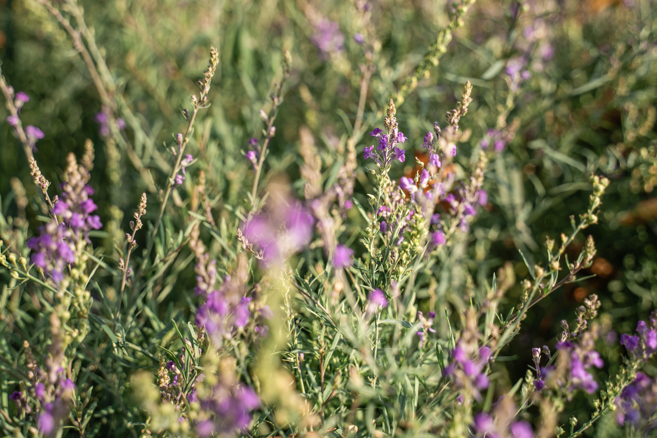 Linaria purpurea, Loukykvět