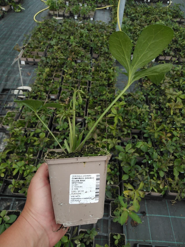 Jouluruusu Double Ellen Pink Spotted - 2024