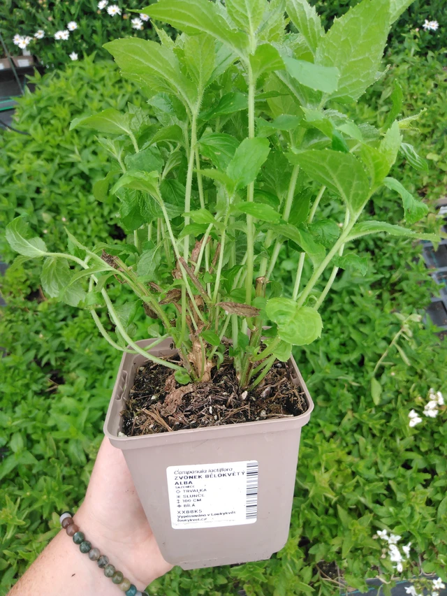 Maitokello Alba - 2024