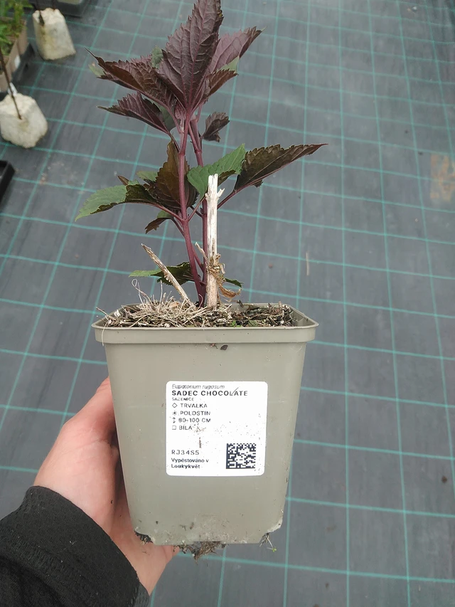 Eupatorio Chocolate - 3. 6. 2026