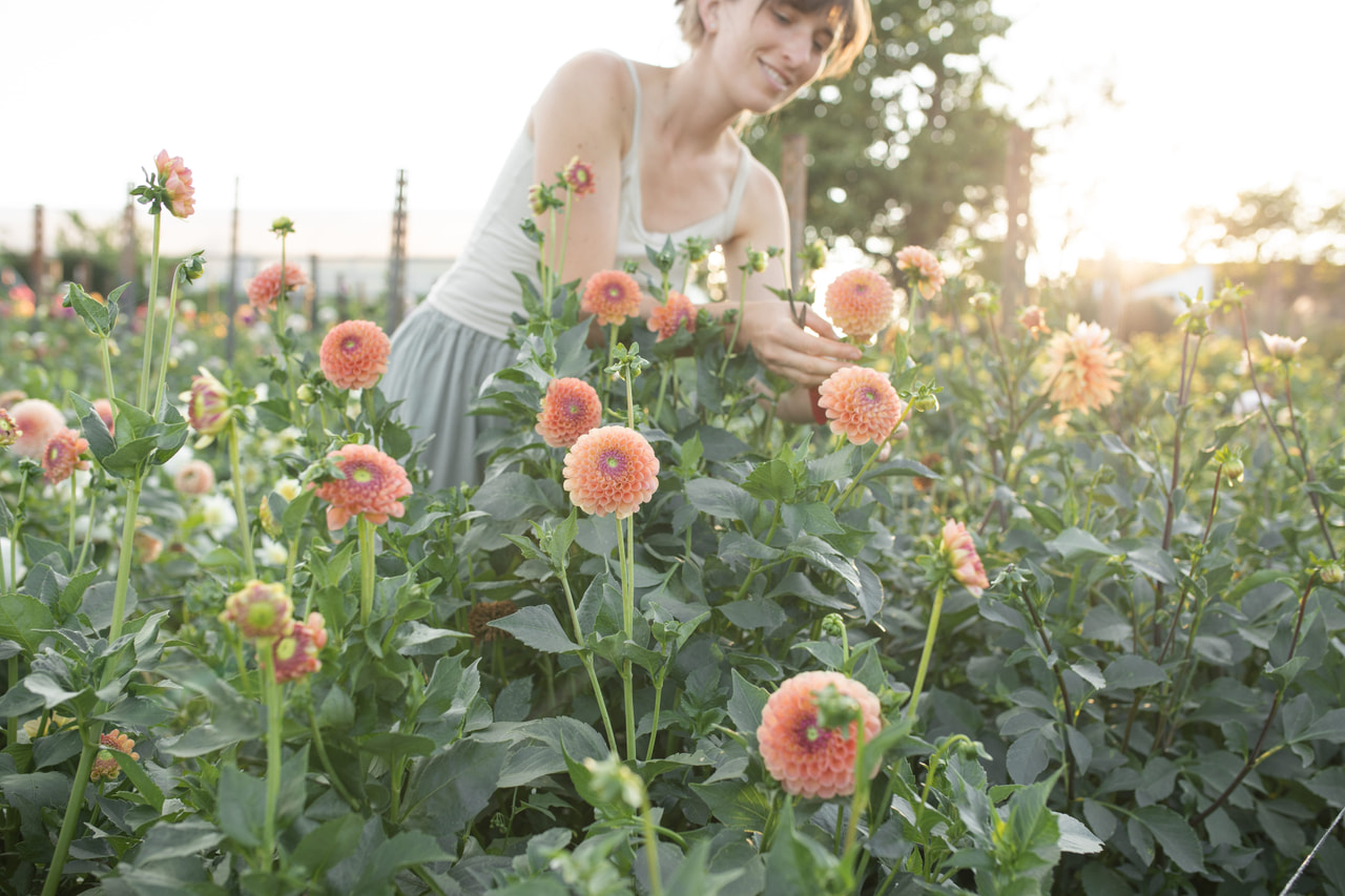 Daalia Jowey Nicky, Loukykvět