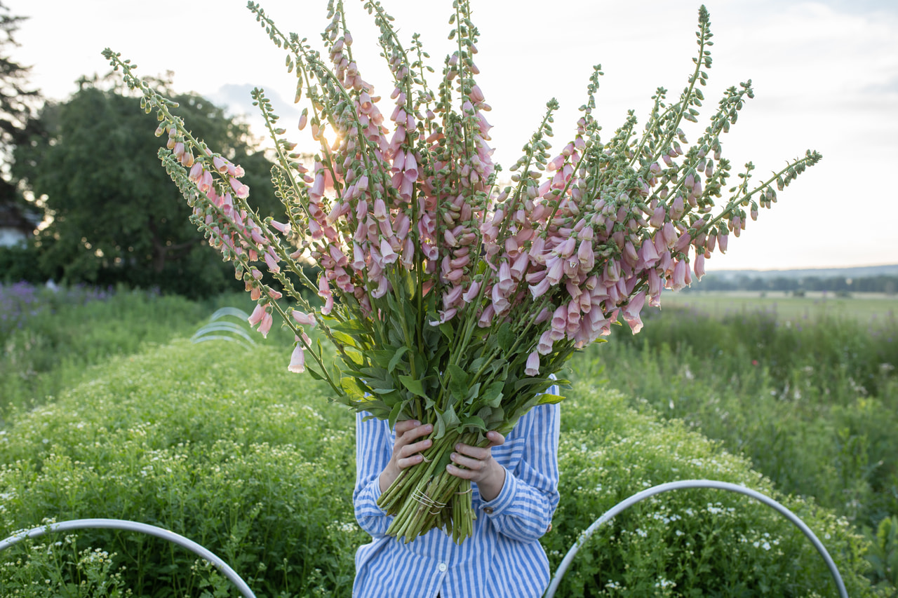 Fingerbøl Dalmatian Peach, Loukykvět