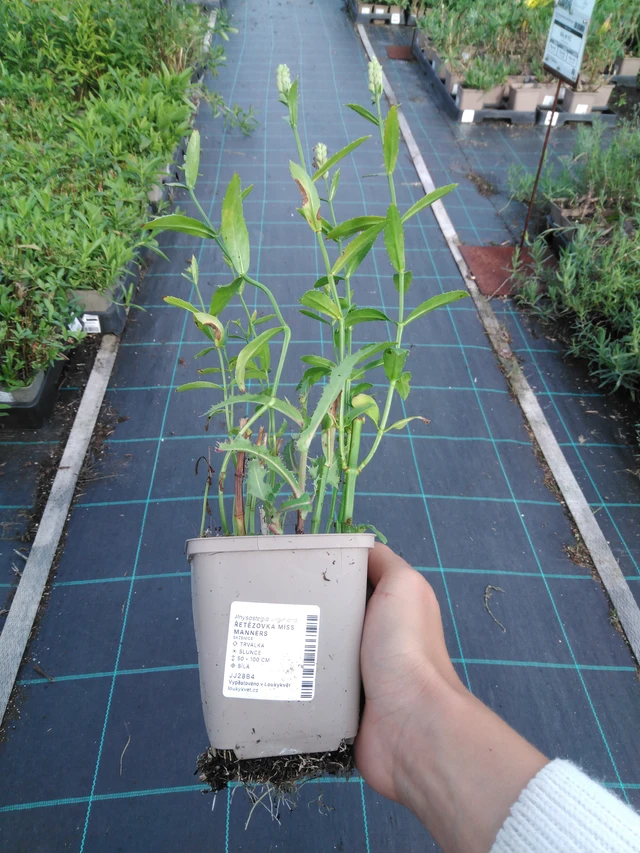 Kellopeippi Miss Manners - 11. 9. 2025