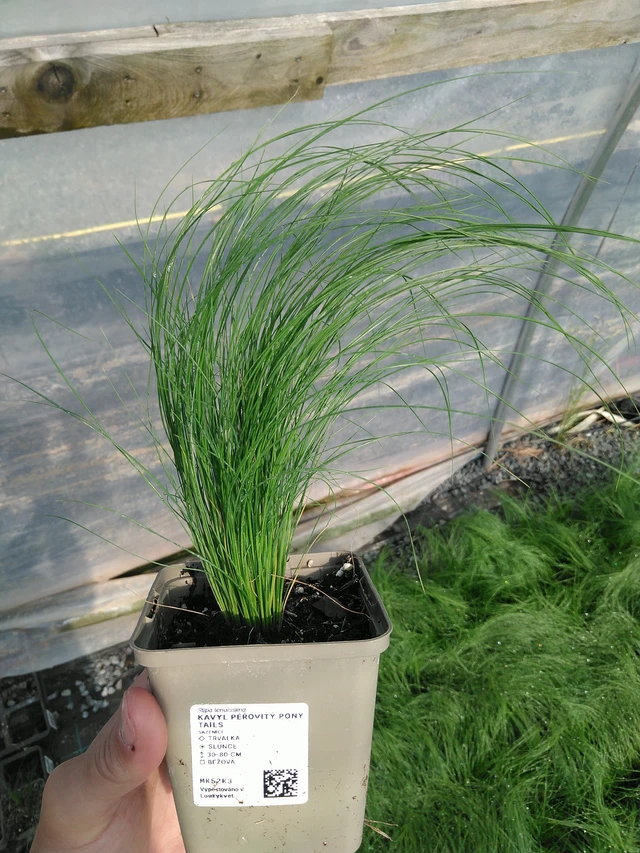 Kavyl péřovitý Pony Tails - 24. 6. 2025