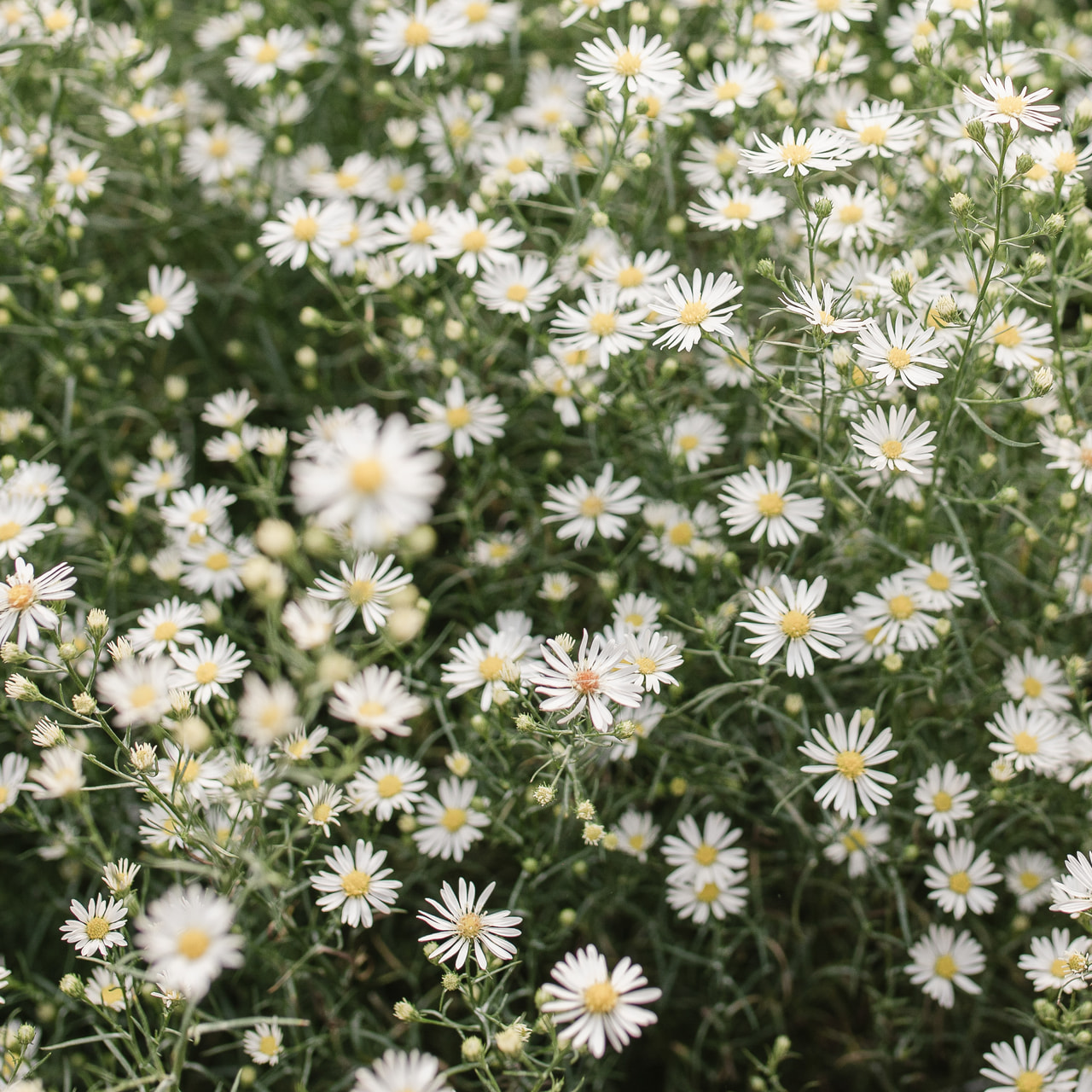 Kanerva-asteri Monte Cassino, Loukykvět