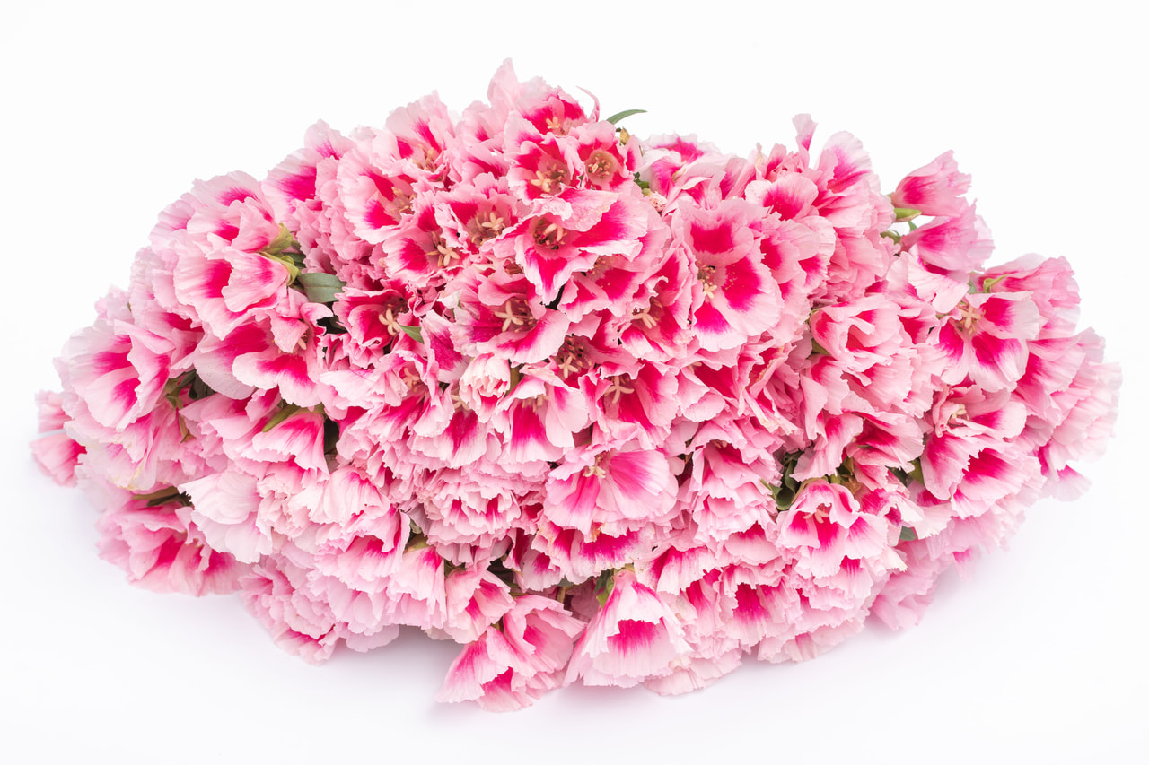 Clarkia Grace Rose Pink, Loukykvět