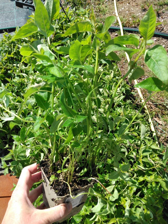 Väriminttu Elsie’s Lavender - 13. 5. 2025