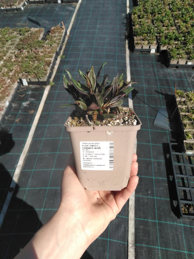 Syysleimu Sweet Summer Wine - 3. 4. 2025