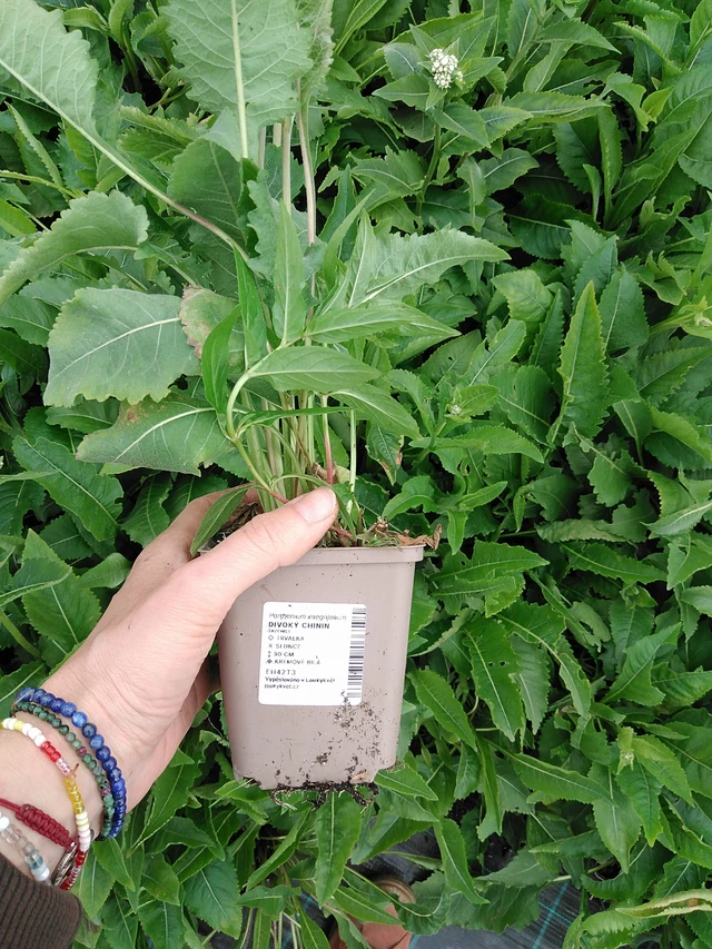 Preeriahelmikki - 9. 6. 2025