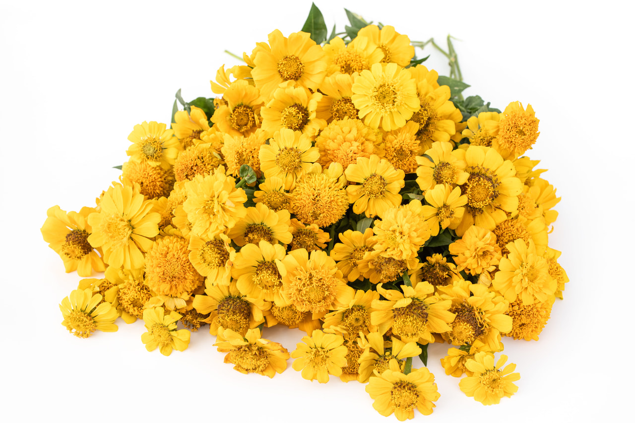 Pruudisõlg Zinderella Yellow, Loukykvět