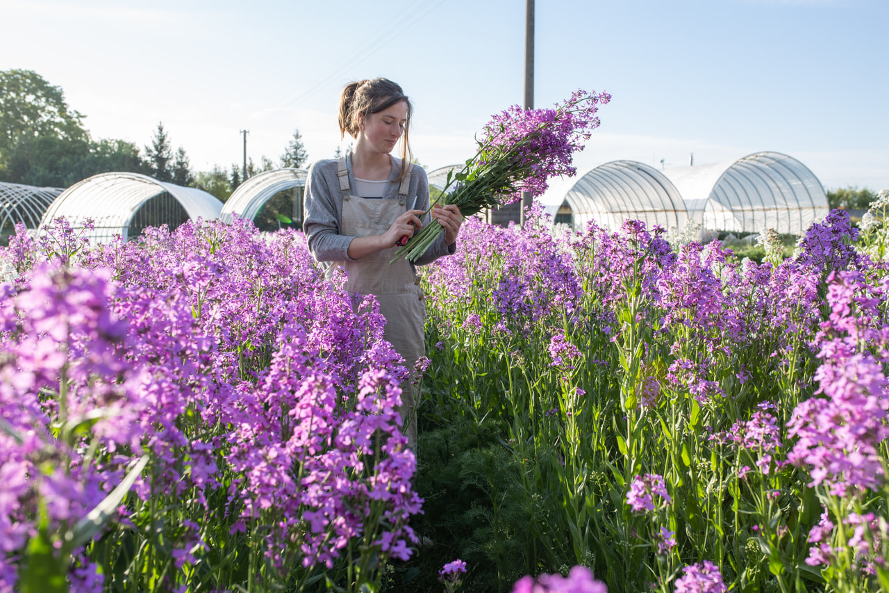 Illakko violetti, Loukykvět