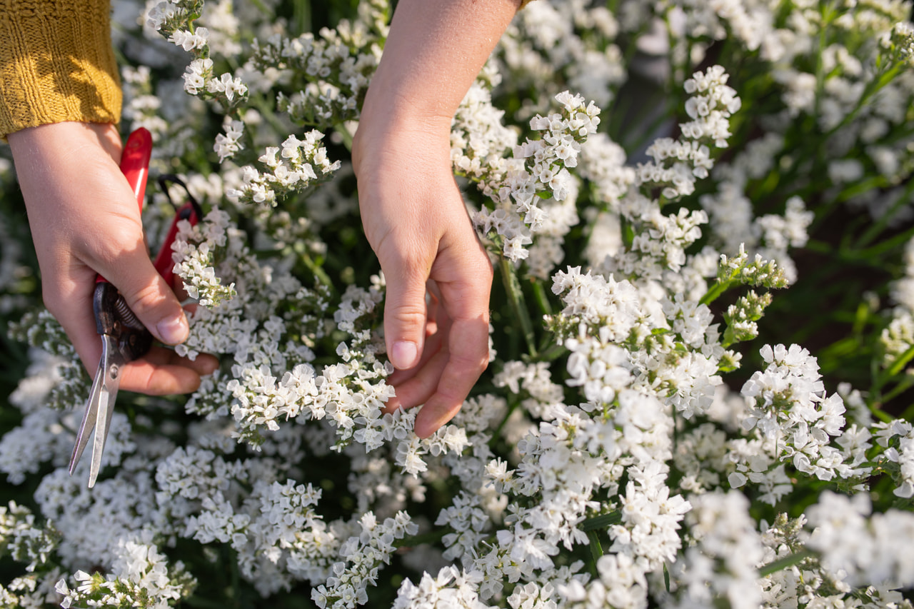 Ikiviuhko QIS White, Loukykvět
