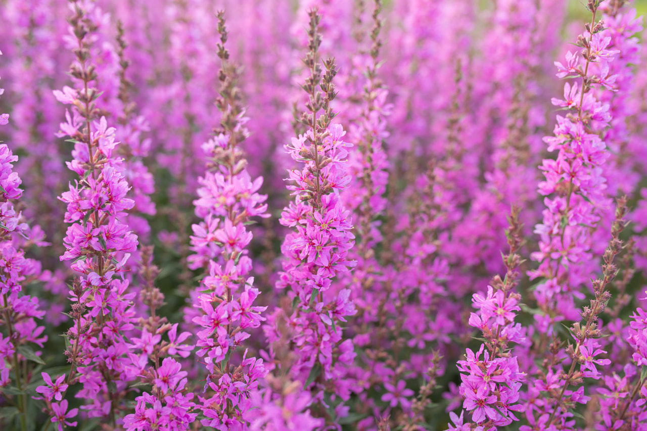 Rantakukka Dropmore Purple, Loukykvět