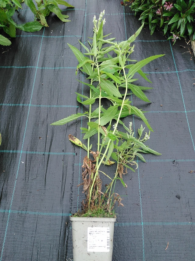Verbena hastata White Spires - 29. 7. 2025