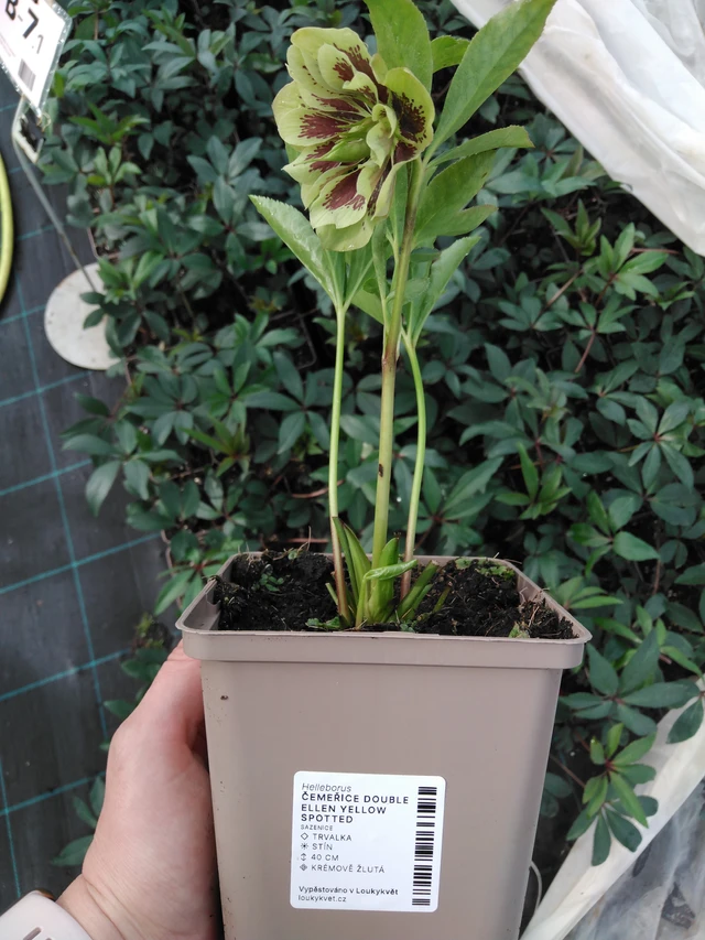 Jouluruusu Double Ellen Yellow Spotted - 2024