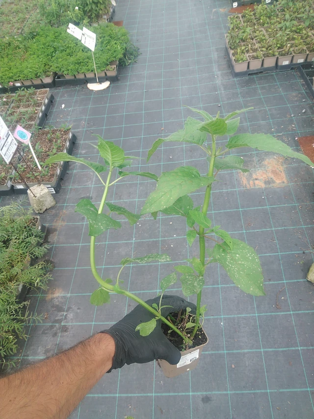 Väriminttu Cambridge Scarlet - 10. 9. 2025