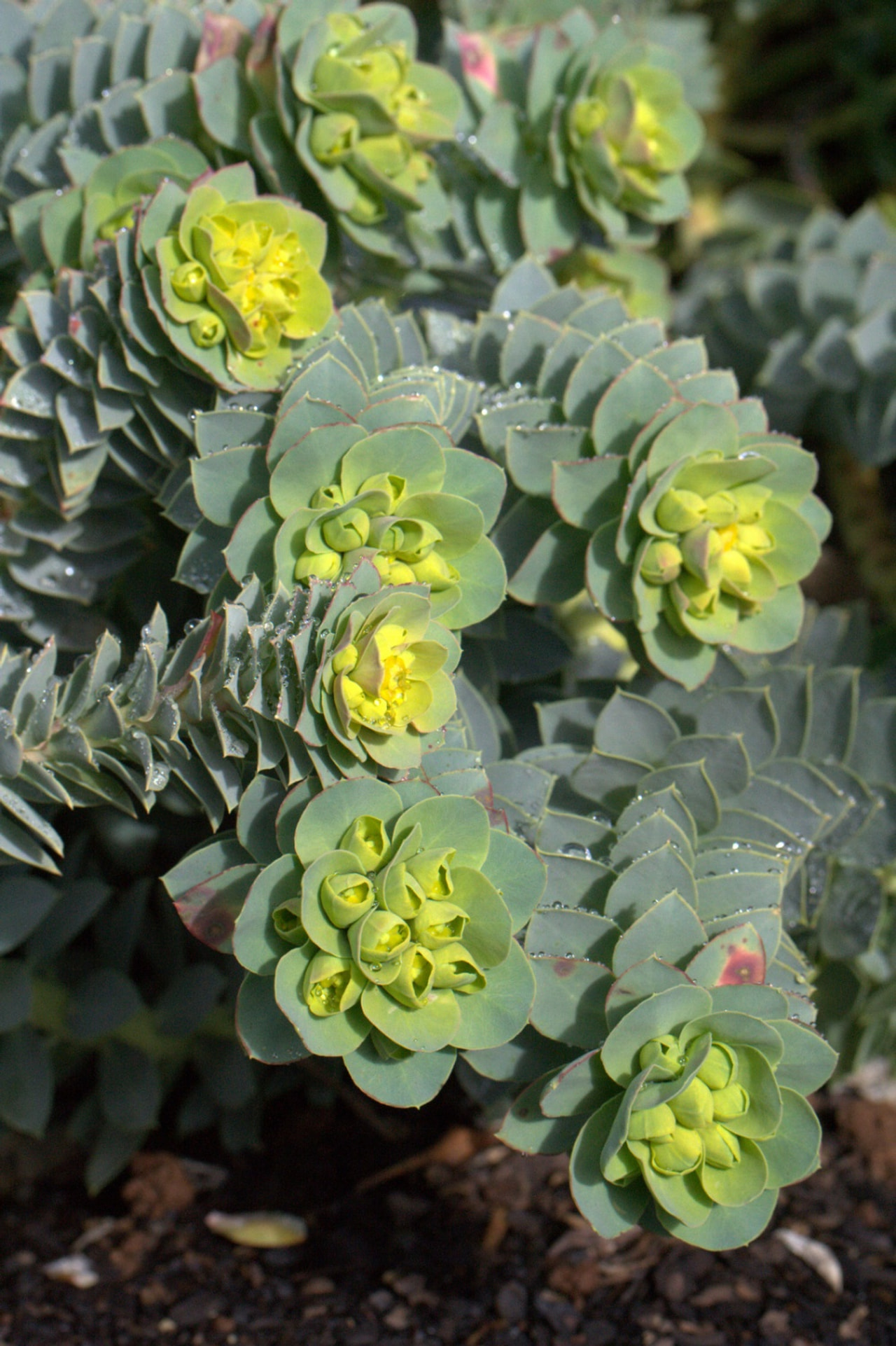 Euforbia myrsinites, Loukykvět