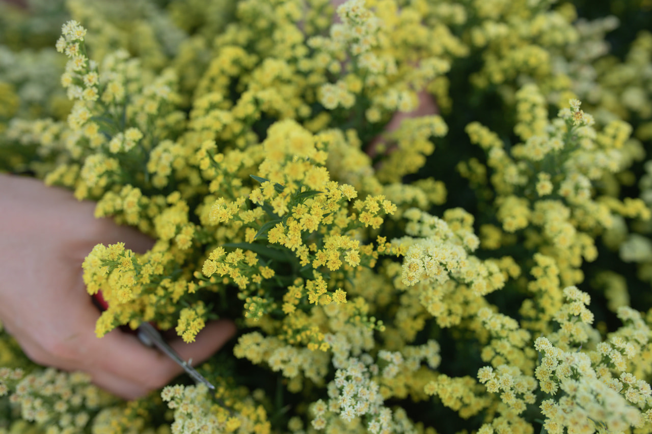 Vara de oro Solar Glory, Loukykvět