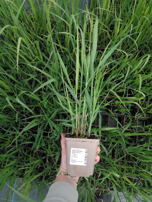 Virginianhirssi Heavy Metal - 2024