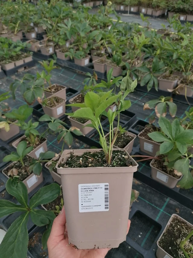 Jouluruusu Pretty Ellen Pink - 2024