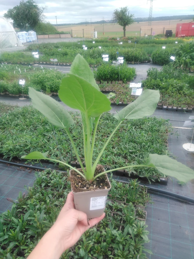 Päivänhattu Green Wizard - 2024