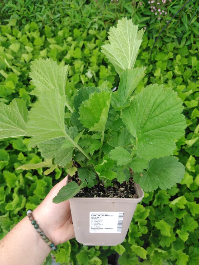 Geum Tempest Scarlet - 2024