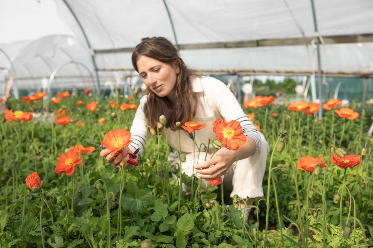 Unikko Champagne Bubbles Orange, Loukykvět