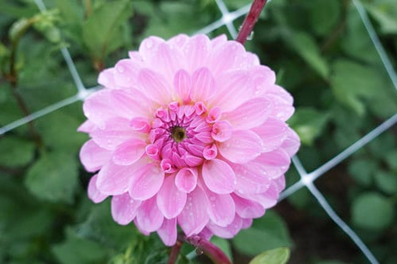 Dahlia Bazuin Lavender, Loukykvět