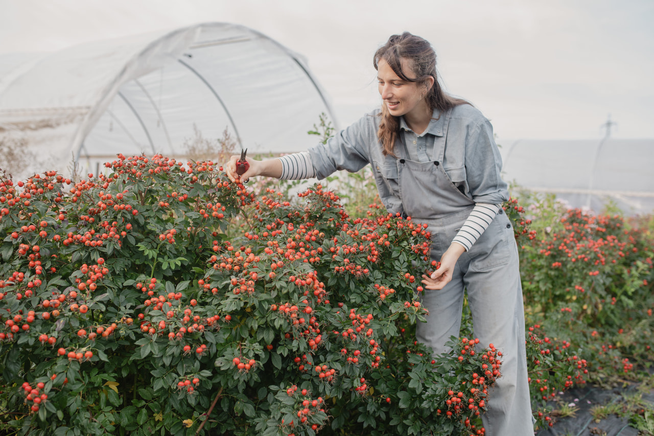 Rosa Magical Delight (Kolmade), Loukykvět