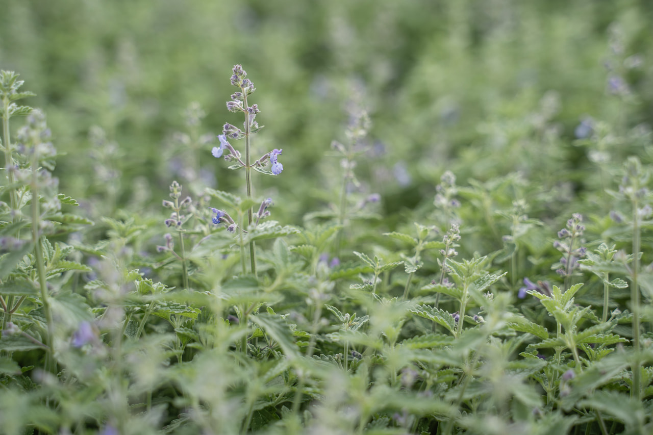 Kissanminttu Senior, Loukykvět