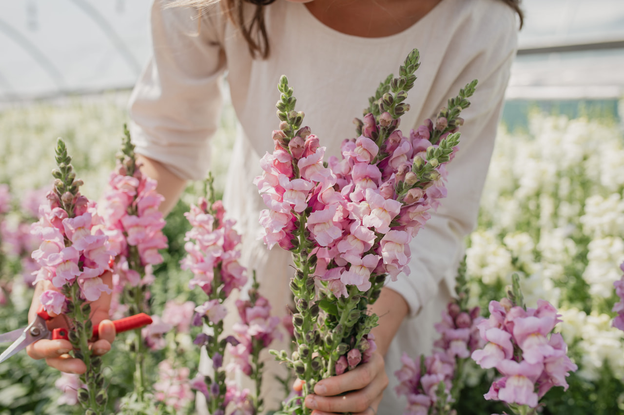 Leijonankita Potomac Lavender, Loukykvět