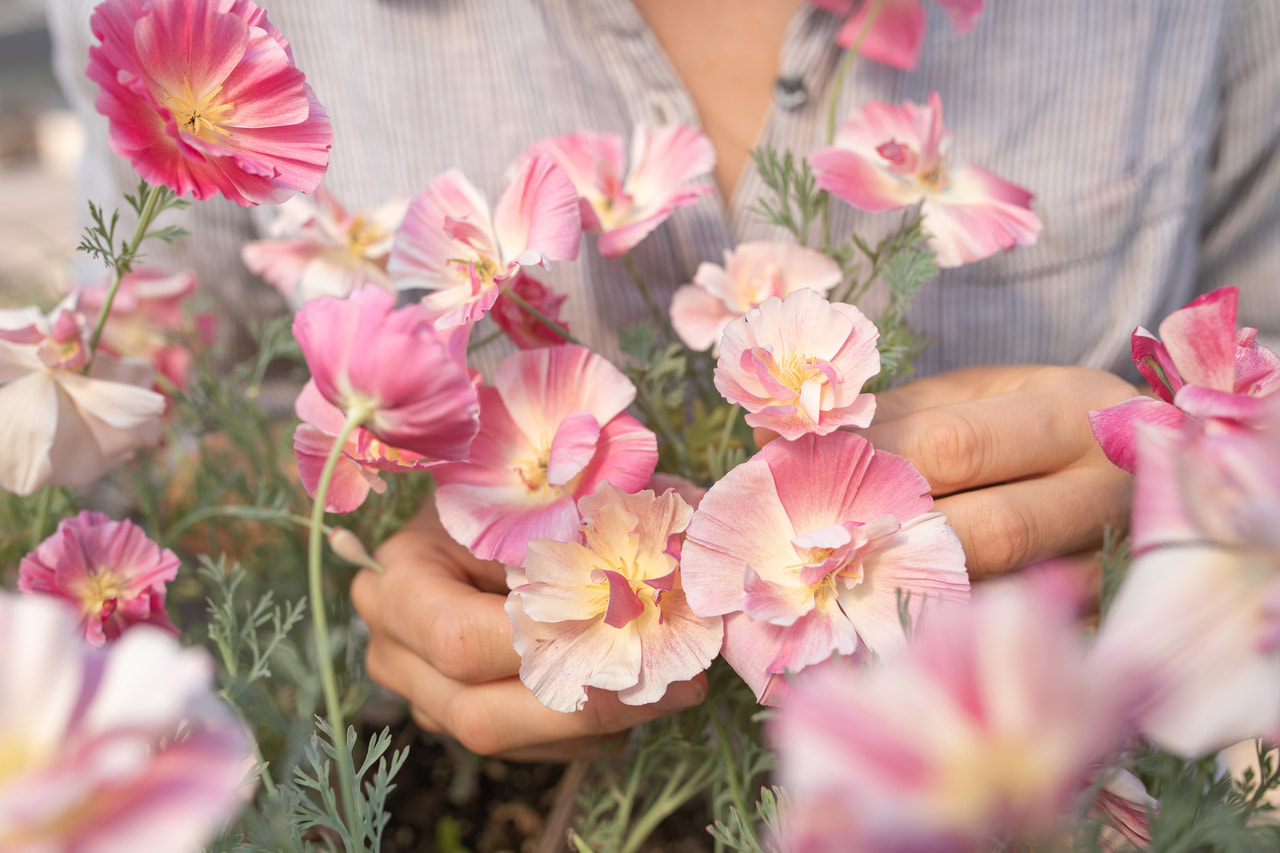 California Poppy Appleblossom Chiffon, Loukykvět