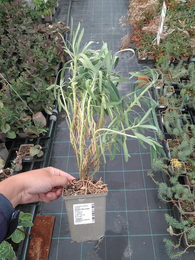 Euphorbia Wulfenii - 11. 7. 2025