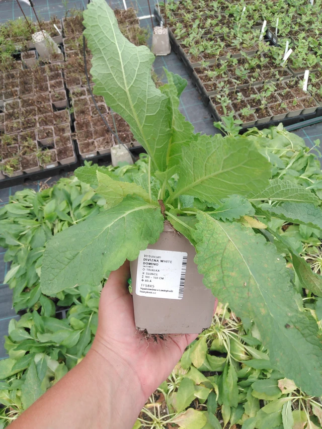 Verbascum White Domino - 2024