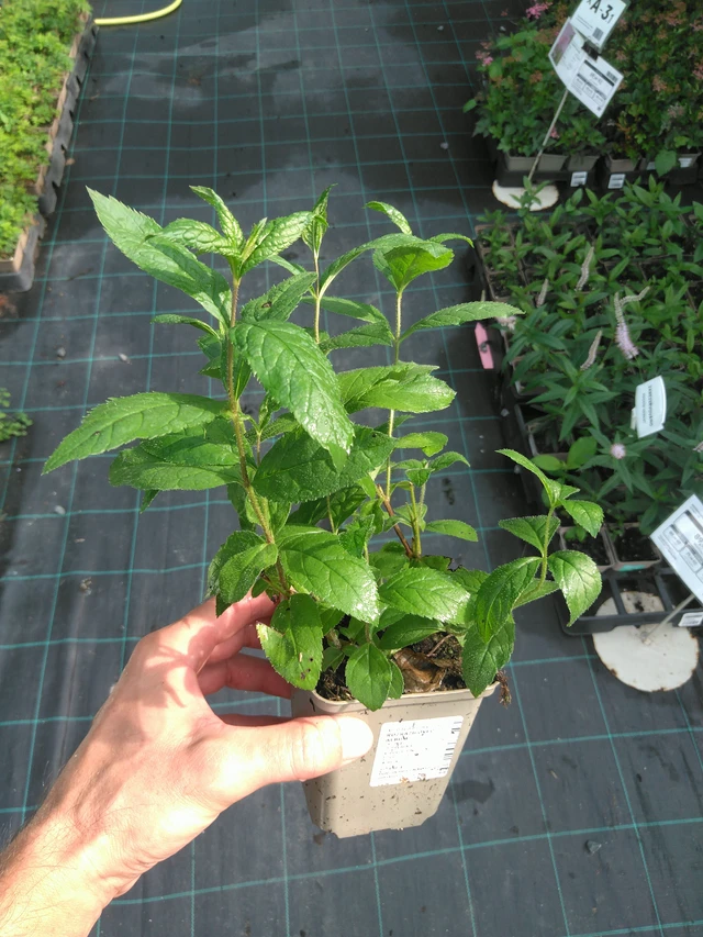 Tädykearvio Album - 25. 7. 2025