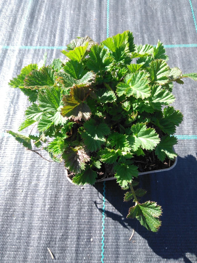 Kellukka East of Eden - 3. 4. 2025