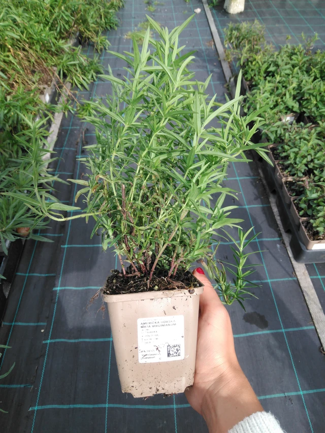 Menta de montaña Virginianum - 11. 9. 2025