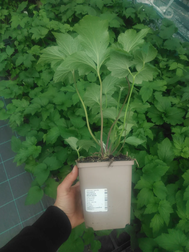 Syysvuokko Whirlwind - 2024