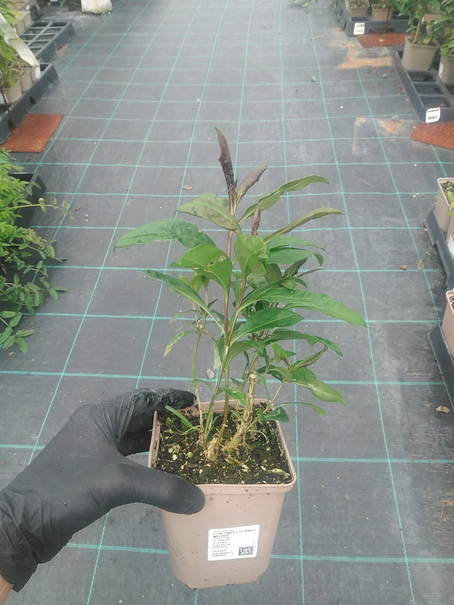 Leimu Sweet Summer Melody - 10. 9. 2025