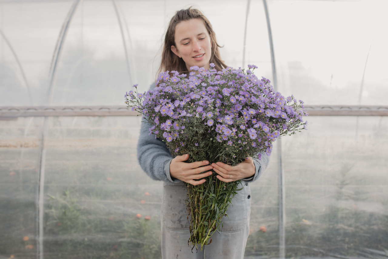 Asteri Cassandra, Loukykvět