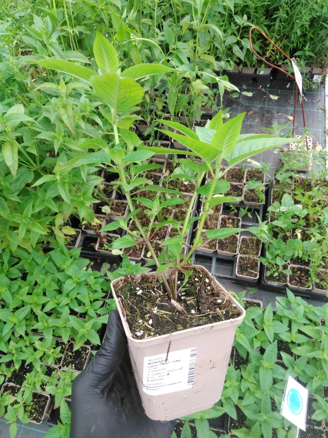 Väriminttu Croftway Pink - 2024