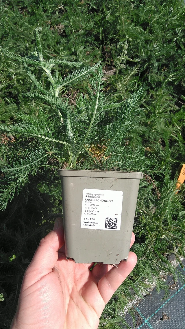 Siankärsämö Lachsschönheit - 13. 5. 2025