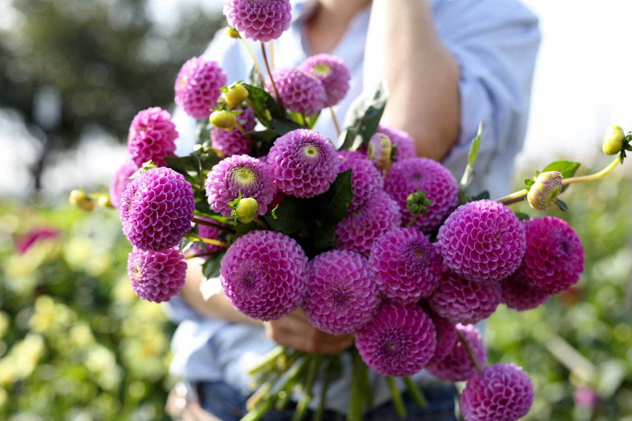 Daalia Franz Kafka, Loukykvět